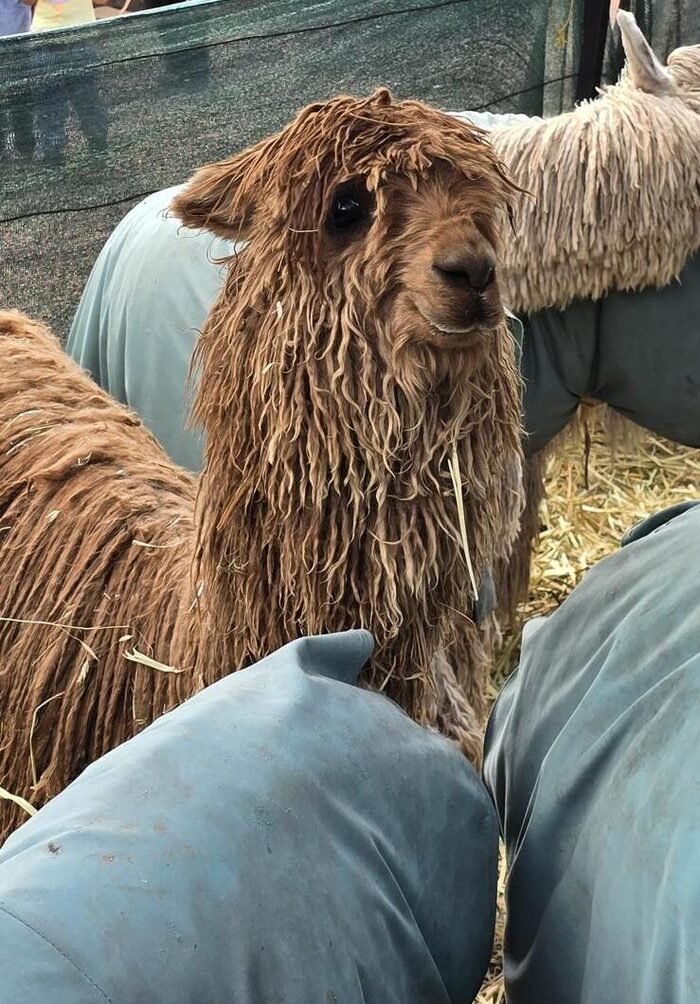 Alpacas in their pen in the Peruvian highlands