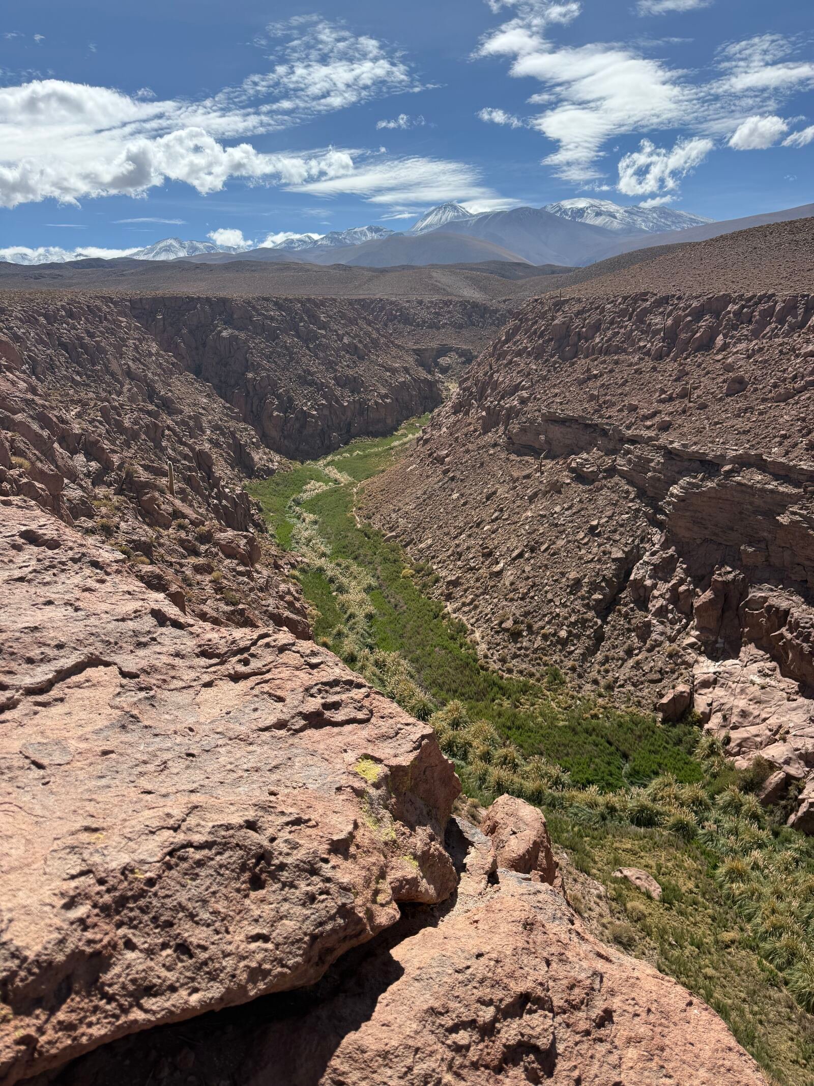 A canyon on the Atacama altiplano, a green river running along its floor and a snow-capped volcano behind